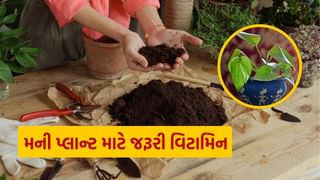 Money Plant Growth : મની પ્લાન્ટને પણ વિટામિન C અને E ની હોય છે જરૂર, આ રીતે ઉપયોગ કરવાથી થશે ડબલ ગ્રોથ