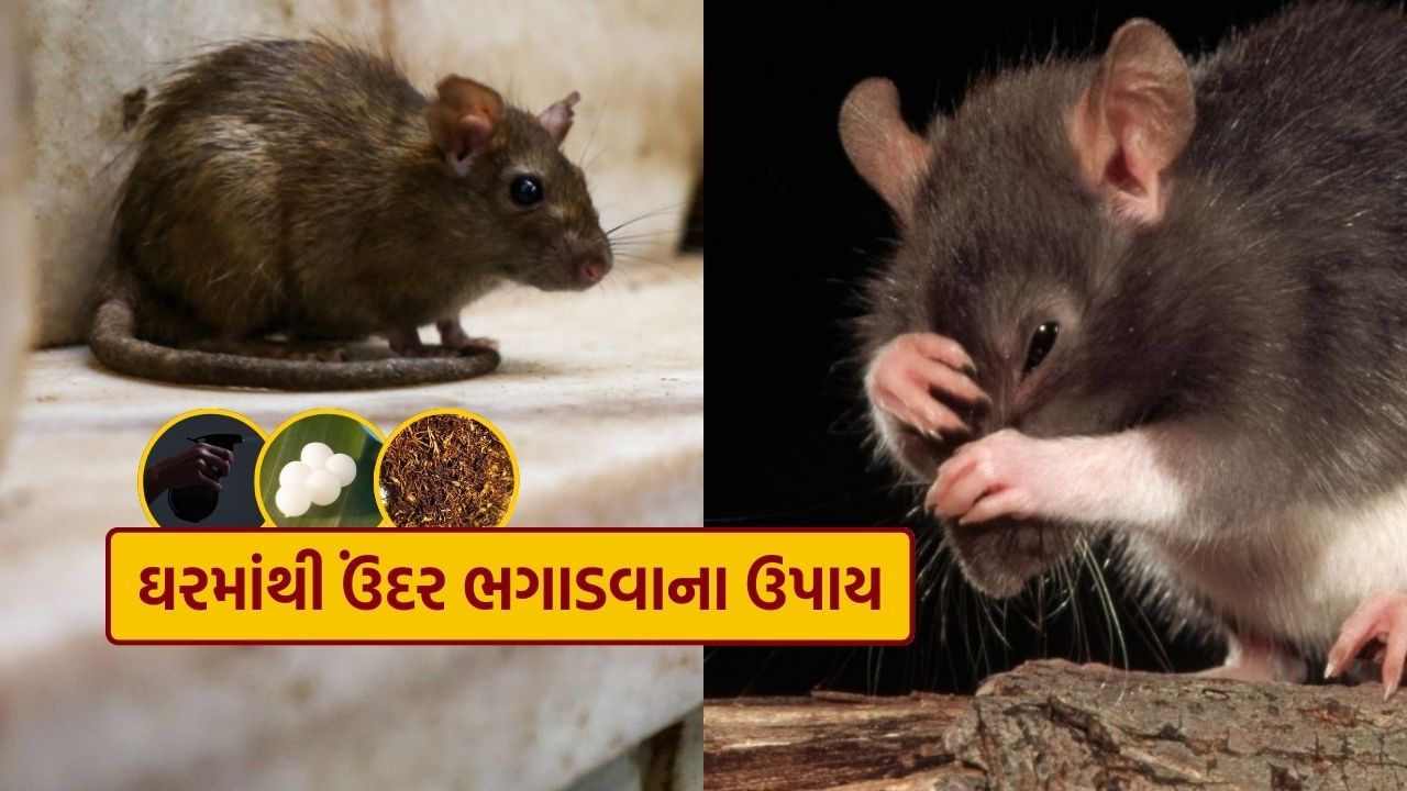 ઊભી પૂંછડીએ ઉંદરો ઘરમાંથી ભાગશે, અજમાવો આ સરળ ટિપ્સ, જુઓ Photos