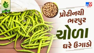 Plant In Pot : પ્રોટીનથી ભરપુર ચોળાને ઘરે કૂંડામાં આ સરળ ટીપ્સથી ઉગાડો, જુઓ તસવીરો