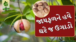 Plant In Pot : જાયફળને હવે ઘરે જ ઉગાડો, આ રહી સરળ ટીપ્સ, જુઓ તસવીરો