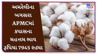 અમરેલીના બગસરા APMCમાં કપાસના મહત્તમ ભાવ રૂપિયા 7945 રહ્યા, જાણો જુદા-જુદા પાકના ભાવ