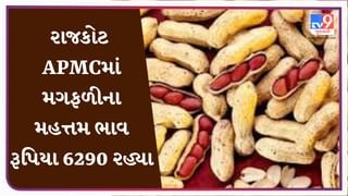 રાજકોટ APMCમાં મગફળીના મહત્તમ ભાવ રૂપિયા 6290 રહ્યા, જાણો જુદા-જુદા પાકના ભાવ