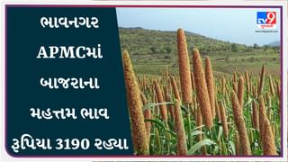 ભાવનગર APMCમાં બાજરાના મહત્તમ ભાવ રૂપિયા 3190 રહ્યા, જાણો જુદા-જુદા પાકના ભાવ