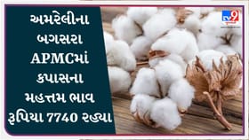 અમરેલીના બગસરા APMCમાં કપાસના મહત્તમ ભાવ રૂપિયા 7740 રહ્યા, જાણો