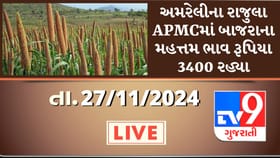 અમરેલીના રાજુલા APMCમાં બાજરાના મહત્તમ ભાવ રૂપિયા 3400 રહ્યા, જાણો
