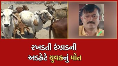 ભાવનગરમાં રખડતી રંઝાડનો ત્રાસ બેફામ, તંત્રની બેદરકારીના પાપે વધુ એક વ્યક્તિનો ગયો જીવ- Video