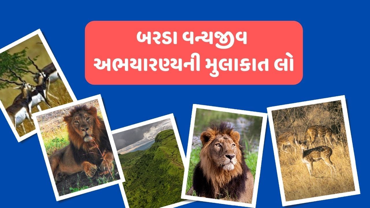 તમને જણાવી દઈએ કે, જો તમે પણ બરડા અભયારણ્યની મુલાકાત લેવા માંગો છો. તો ચાલો જાણીએ કઈ રીતે તમે બરડા અભયારણ્ય પહોંચી શકો છો. બરડા વન્યજીવ અભયારણ્ય અને બરડા જંગલ સફારી ફેઝ-1નો વન અને પર્યાવરણ મંત્રી મુળુભાઈ બેરાના હસ્તે શુભારંભ કરવામાં આવ્યો છે.