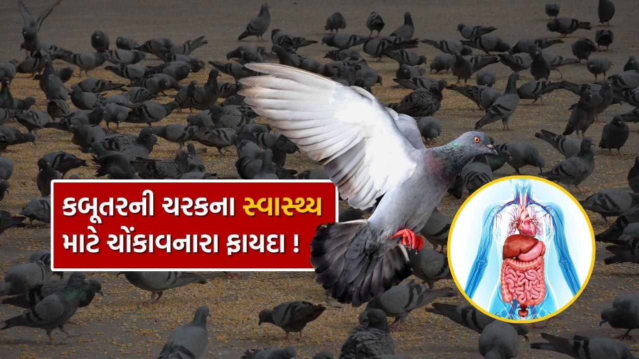 આયુર્વેદ ડૉક્ટર ભાર્ગવ તન્નાના જણાવ્યા અનુસાર, આયુર્વેદની ચરક સંહિતામાં કબૂતરની ચરકના મહત્વ વિશે ઉલ્લેખ કરવામાં આવ્યો છે. જેના થકી શરીરની મોટી બીમારીનો હલ થાય છે. 