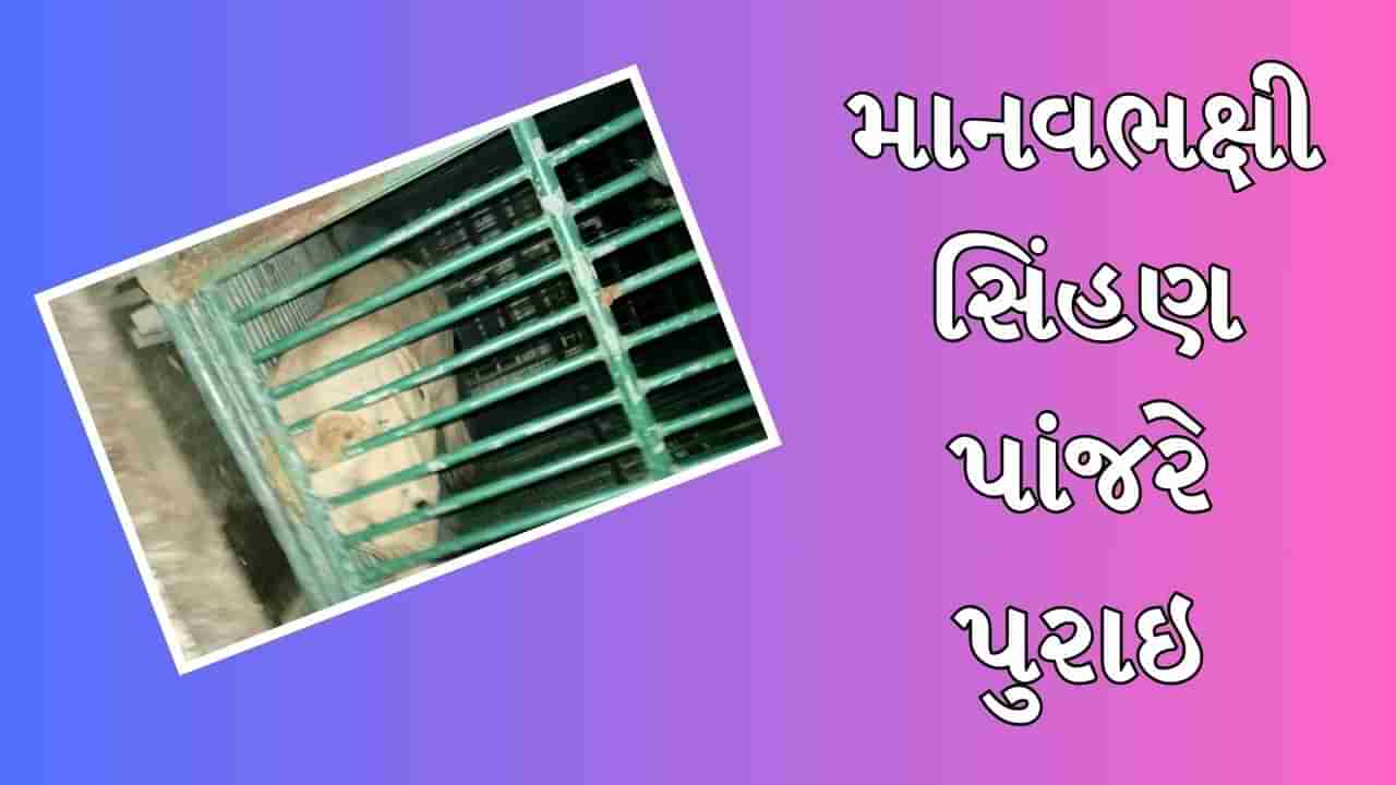 Amreli : સિંહણે વધુ એક બાળકીને બનાવી પોતાનો શિકાર, વન વિભાગે આખી રાત મથી માનવભક્ષી સિંહણને પાંજરે પુરી, જુઓ Video