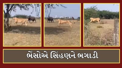 ભેંસોએ સિંહણને ઊભી પુછડીએ ભગાડી, જુઓ અમરેલીના રાજુલાનો આ Video ભેંસોએ સિંહણને ઊભી પુછડીએ ભગાડી, જુઓ અમરેલીના રાજુલાનો આ Video