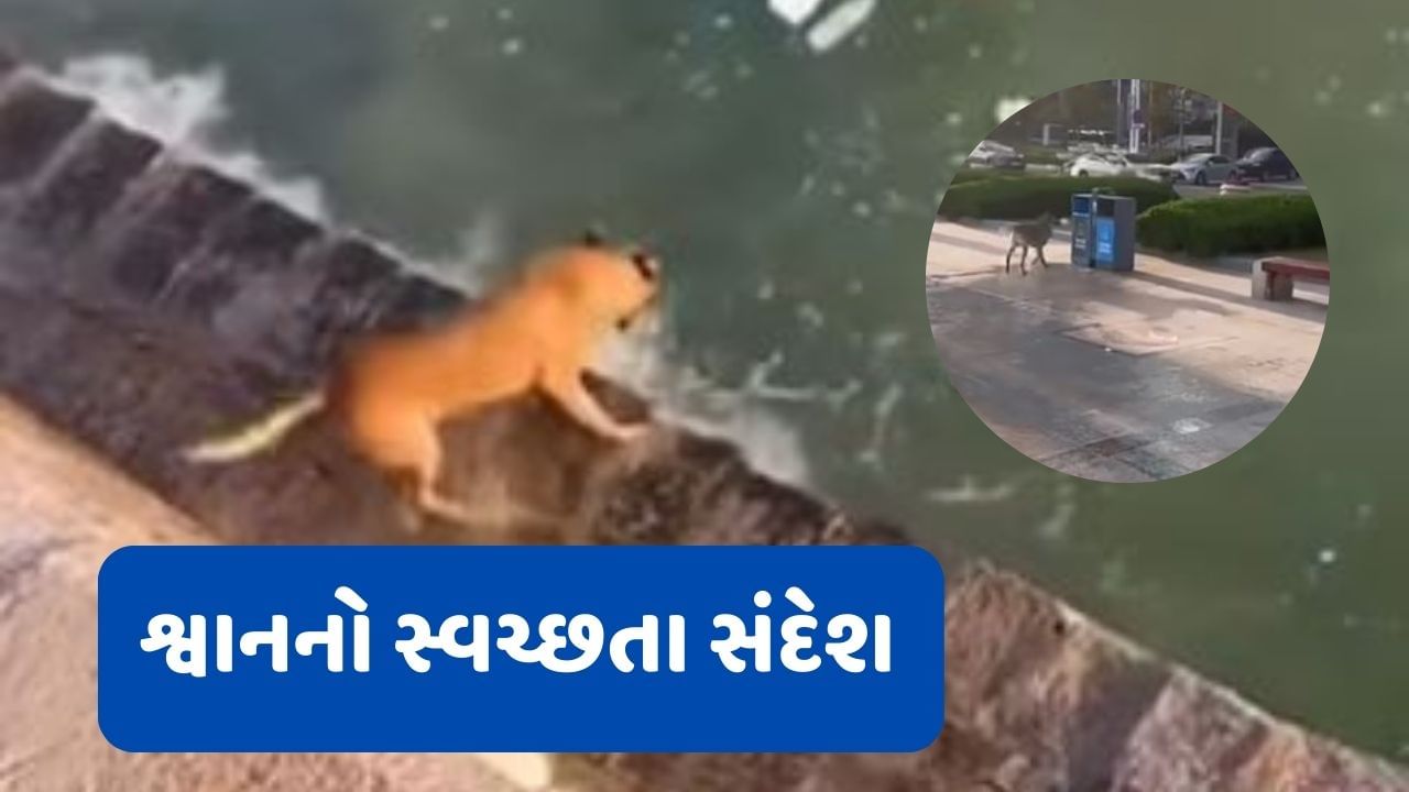 શ્વાનનો સ્વચ્છતાનો આ સંદેશ જોઈ તમે પણ કહેશો, અદ્દભૂત જુઓ વીડિયો