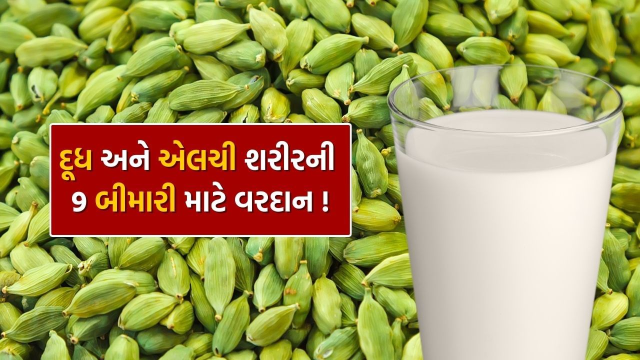 લીલી એલચી, જેને ઘણીવાર 'મસાલાની રાણી' કહેવામાં આવે છે, તે ભારતીય ભોજનમાં તેના અનન્ય સ્વાદ અને સુગંધ માટે જાણીતી છે. તે ખાવાને સ્વાદિષ્ટ તો બનાવે જ છે પરંતુ સ્વાસ્થ્ય માટે પણ ઘણી રીતે ફાયદાકારક છે. જ્યારે આપણે લીલી એલચીને દૂધમાં ભેળવીને પીતા હોઈએ છીએ ત્યારે તેની ફાયદાકારક અસર વધુ વધી જાય છે. લીલી એલચીને દૂધમાં ભેળવીને ખાવાથી સ્વાસ્થ્ય તો સારું રહે છે સાથે સાથે શરીર અંદરથી મજબૂત બને છે. તેનું નિયમિત સેવન કરવાથી તમે સ્વસ્થ, ઉર્જાવાન અને ફિટ અનુભવી શકો છો. ચાલો જાણીએ દૂધમાં લીલી એલચી મિક્સ કરીને ખાવાના કેટલાક મહત્વના ફાયદા.