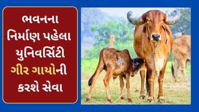 VNSGU યુનિવર્સિટીની અનોખી પહેલ, નવા ભવનના નિર્માણ પહેલા સ્થળ પર થશે ગીર ગાયોની સેવા, જુઓ-Video VNSGU યુનિવર્સિટીની અનોખી પહેલ, નવા ભવનના નિર્માણ પહેલા સ્થળ પર થશે ગીર ગાયોની સેવા, જુઓ-Video
