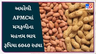 અમરેલી APMCમાં મગફળીના મહત્તમ ભાવ રૂપિયા 6040 રહ્યા, જાણો જુદા-જુદા પાકના ભાવ