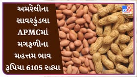 અમરેલીના સાવરકુંડલા APMCમાં મગફળીના મહત્તમ ભાવ રૂપિયા 6105 રહ્યા, જાણો