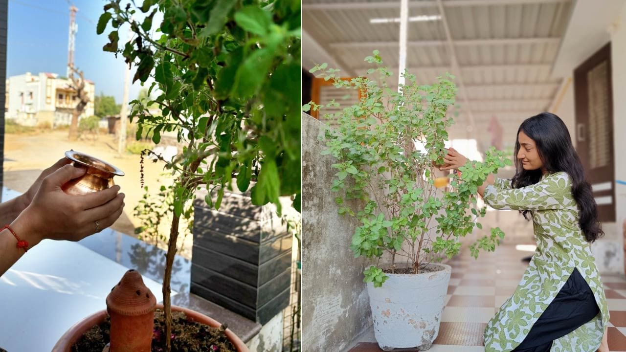 હિંદુ માન્યતાઓ અનુસાર દરરોજ તુલસીજીને જળ ચડાવવું જોઈએ. સ્નાન કર્યા વિના તુલસીના પાનને ક્યારેય સ્પર્શ કરશો નહીં. સાથે જ રવિવાર અને એકાદશીના દિવસે ભૂલથી પણ તુલસીના છોડને પાણી ન ચઢાવો. એકાદશી અને રવિવારે એવું માનવામાં આવે છે કે તુલસી માતા ભગવાન શ્રી હરિ વિષ્ણુ માટે નિર્જલા વ્રત રાખે છે. તેથી આ બે દિવસોમાં તુલસીના પાન પણ ન તોડવા જોઈએ. તે જ સમયે શાસ્ત્રો અનુસાર, સૂર્યાસ્ત થયા પછી તુલસીના પાનને ન તો સ્પર્શ કરવા જોઈએ અને ન તોડવા જોઈએ.