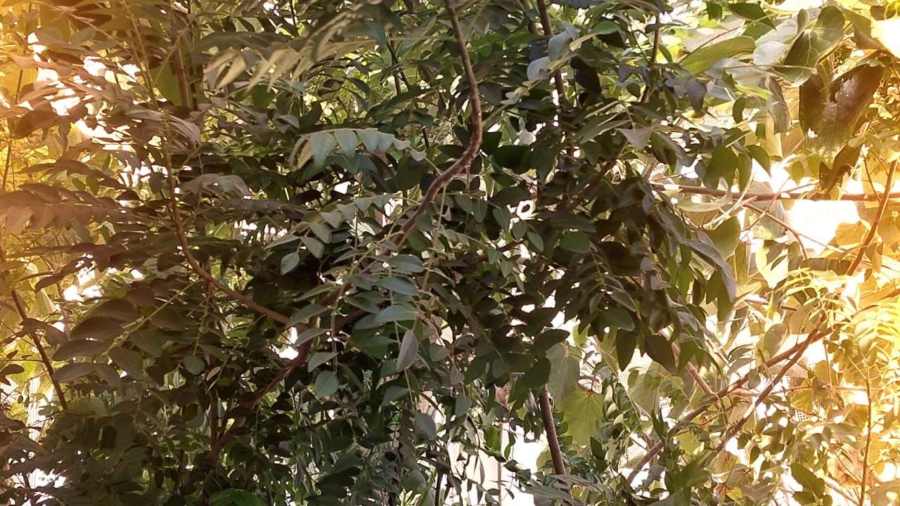 તમને જાણીને નવાઈ લાગશે કે જો આપણે સતત 15 દિવસ સુધી કઢી પત્તા ખાઈએ તો આપણા શરીરમાં શું થાય છે.આજે અમે તમને કરી પત્તાના ચમત્કારિક ફાયદા વિશે જણાવીશું. સામાન્ય રીતે, આપણે દરેક વાનગીમાં આ પાનને ખાસ સ્વાદ તરીકે લઈએ છીએ, પરંતુ સ્વાદ ઉપરાંત, કઢીના અન્ય કેટલાક ફાયદા પણ છે.