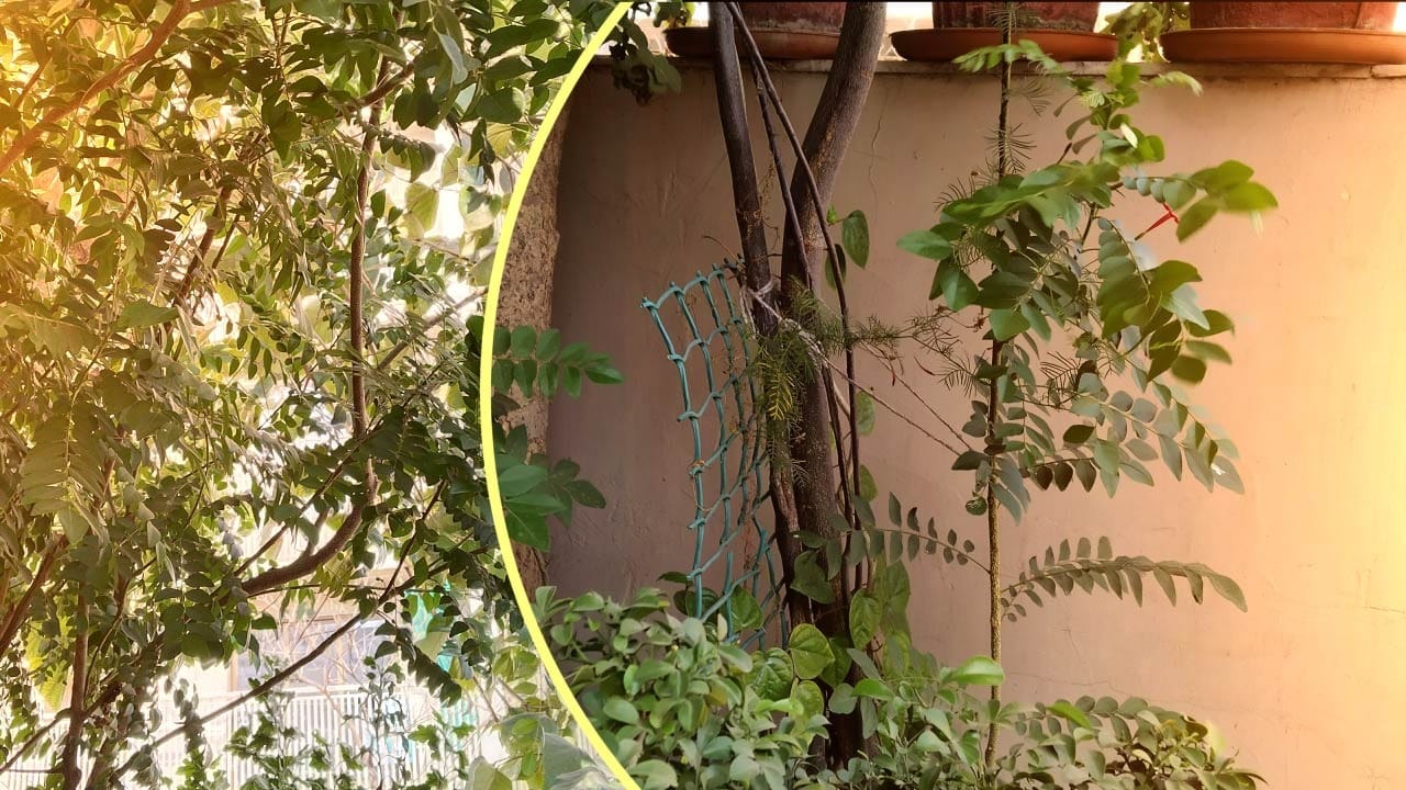 તમે કઢીના પાંદડાના ઘણા સ્વાસ્થ્ય લાભો વિશે જાણ્યું પરંતુ તમને જાણીને નવાઈ લાગશે કે કઢીના પાંદડા આપણું વજન ઘટાડવામાં પણ મદદરૂપ થાય છે. કરી પત્તામાં રહેલ ફાઈબરની માત્રા આપણા શરીરમાં સંગ્રહિત વધારાની ચરબી અને ઝેરી તત્વોને દૂર કરવામાં મદદ કરે છે.દરરોજ કઢી પત્તા ખાવાથી વજન ઓછું થાય છે અને કોલેસ્ટ્રોલ ઓછું થાય છે. તેથી તમારી ભોજનની થાળીમાંથી કઢી પત્તા અલગ ન કરો અને તેને ચાવીને ખાઓ.