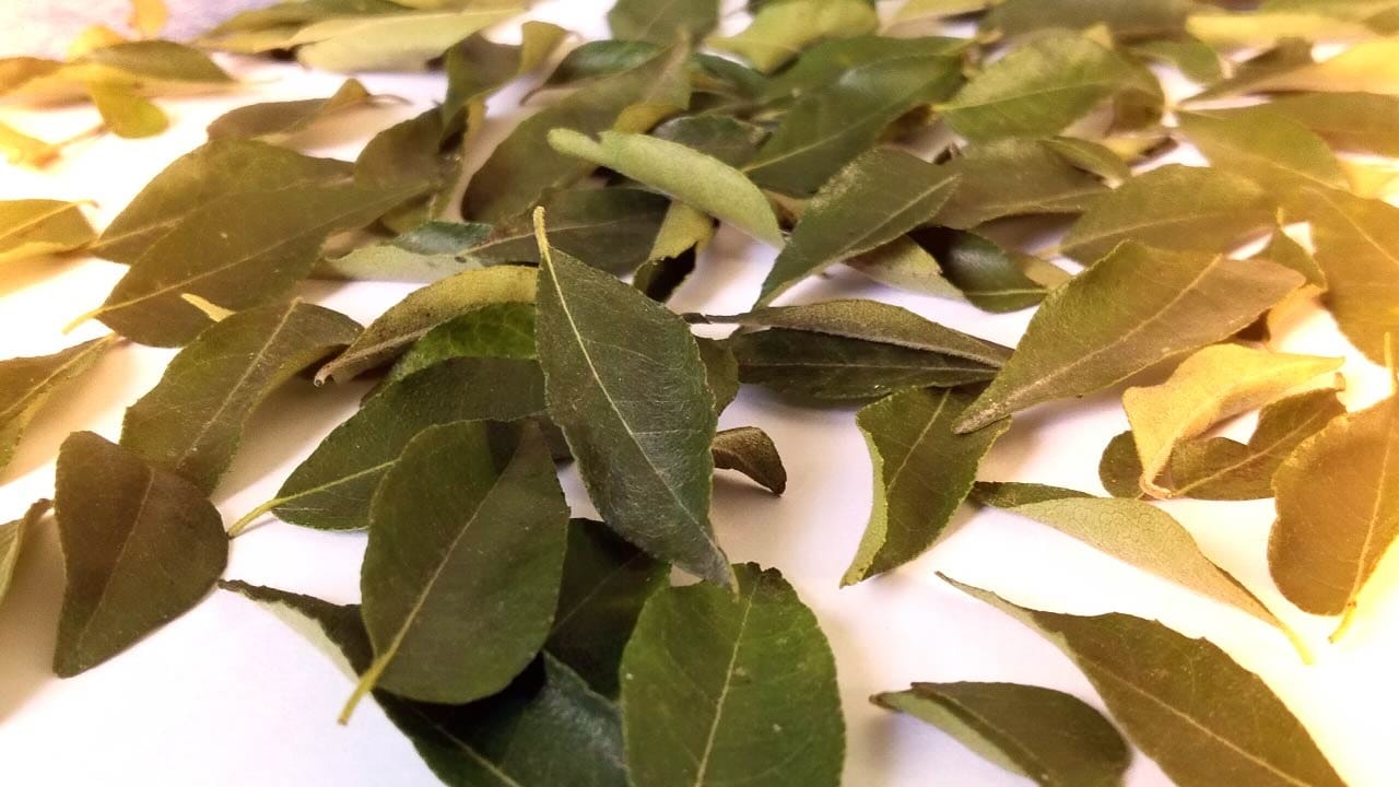 તમે જાણો છો કે શરીરમાં ઓક્સિડેટીવ કોલેસ્ટ્રોલ ખરાબ કોલેસ્ટ્રોલ બનાવવામાં મદદ કરે છે,જે હાર્ટ એટેકનું જોખમ વધારે છે.કઢીના પાંદડામાં એન્ટીઓક્સીડેન્ટ ગુણ હોય છે જે કોલેસ્ટ્રોલના ઓક્સિડેશનને અટકાવે છે,જેનાથી શરીરમાં ખરાબ કોલેસ્ટ્રોલની માત્રામાં વધારો થતો અટકાવે છે.આ રીતે તે આપણને હૃદય સંબંધિત સમસ્યાઓથી દૂર રાખવામાં મદદ કરે છે.