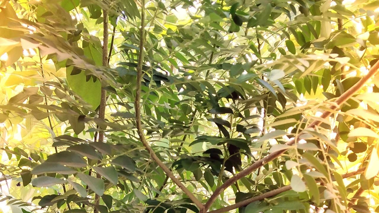 કઢીના પાંદડામાં હાજર ફાઇબર લોહીમાં ઇન્સ્યુલિનને અસર કરીને બ્લડ સુગર લેવલ (Diabetes) ઘટાડે છે.કઢી પત્તા પાચન શક્તિ વધારીને વજન ઘટાડવામાં મદદ કરે છે.તેથી ડાયાબિટીસ અને વધતા વજનથી પીડિત લોકો માટે કઢી પત્તા ખાવા મહત્વપૂર્ણ છે. કઢીના પાંદડામાં ઘણા પ્રકારના એન્ટિ-ડાયાબિટીક તત્વો હોય છે જે શરીરમાં ઇન્સ્યુલિનની પ્રવૃત્તિને અસર કરીને લોહીમાં સુગર લેવલને ઘટાડવામાં મદદ કરે છે.