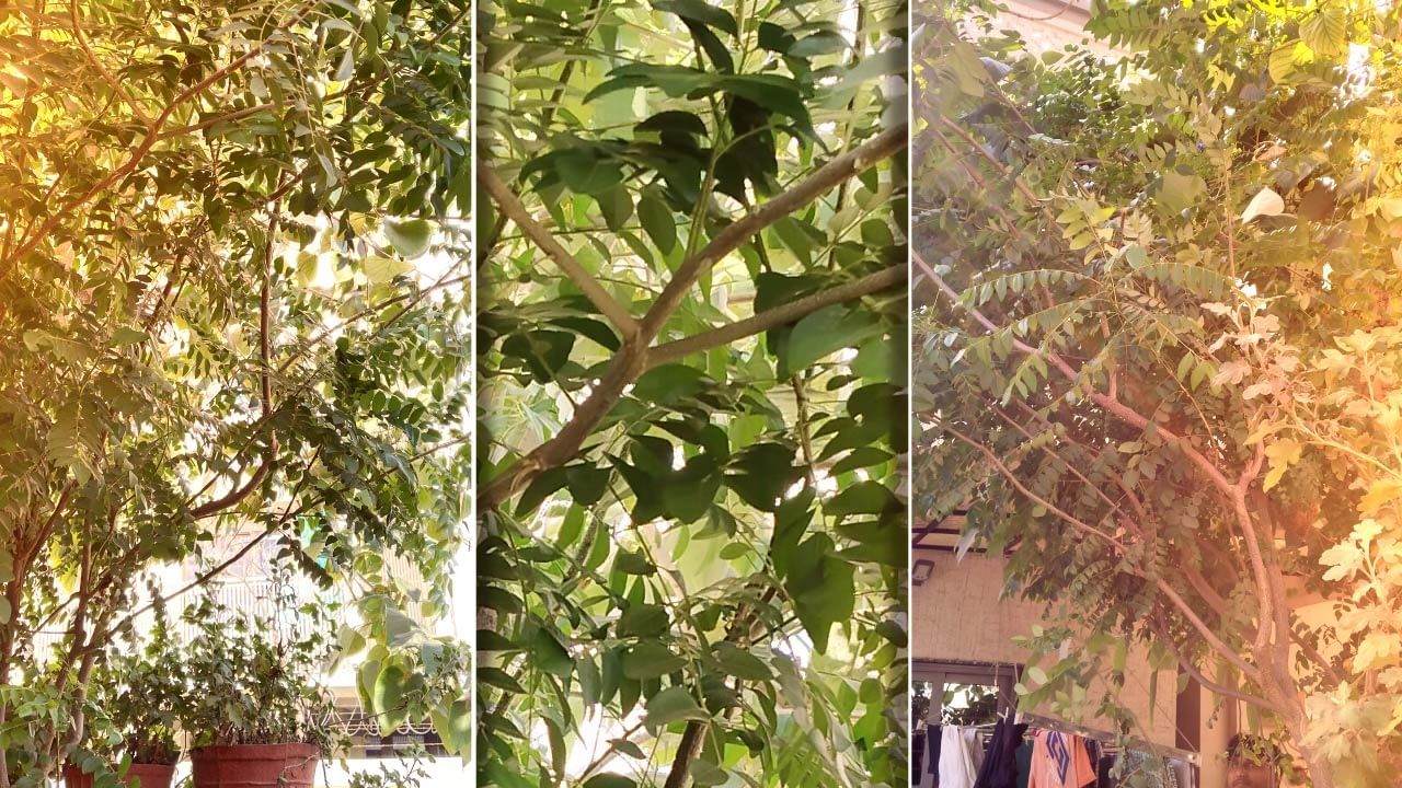 જો તમે ઉધરસ, સાઇનસથી પરેશાન છો, તો તમારા આહારમાં કઢીના પાંદડાનો સમાવેશ કરો અને આ સમસ્યામાંથી રાહત મેળવો.કઢીના પાંદડામાં હાજર વિટામિન સી, બળતરા અને એન્ટી-ઓક્સિડન્ટ ગુણોને એકઠા થવા દેતા નથી