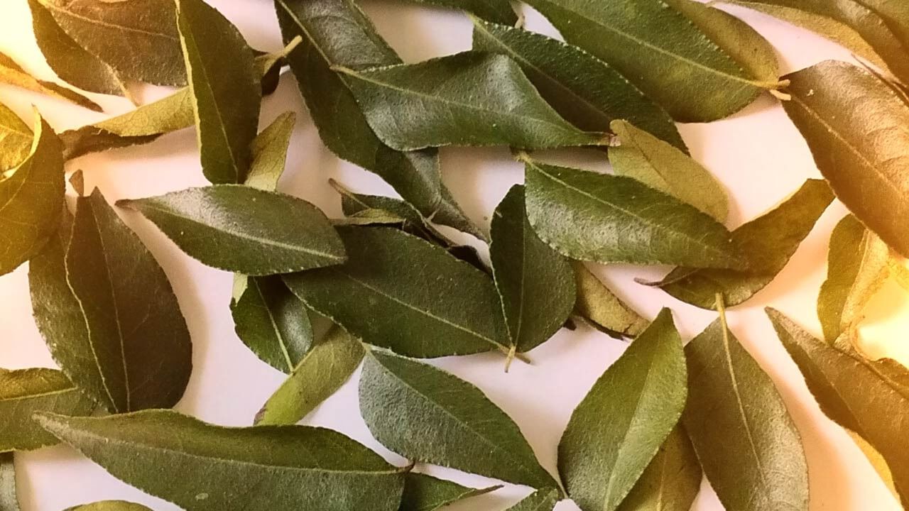 તમે કરી પત્તાનું સેવન કરીને તણાવમુક્ત બની શકો છો. તેમાં હાજર એન્ટીઓક્સીડેન્ટ ગુણ ઓક્સિડેટીવ તણાવથી રાહત અપાવવામાં મદદ કરે છે. રોજ કઢી પત્તા ખાવાથી તમે તણાવમુક્ત બની શકો છો.નોંધ : આ લેખ માત્ર જાણકારી માટે છે. તેનો ઉપયોગ પુર્વે આપ આપના તબીબ અથવા તજજ્ઞોની સલાહ ખાસ લેવી જરૂરી છે.