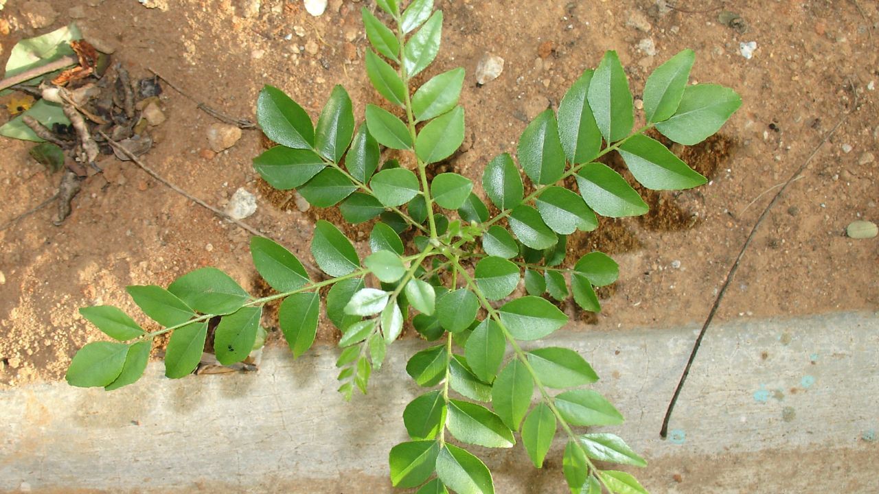 નોંધ : અહીં આપવામાં આવેલી માહિતી ફક્ત આપની જાણકારી માટે છે. કોઈ પણ પ્રયોગ કરવા પહેલા નિષ્ણાતોની સલાહ લેવી જરૂરી છે.