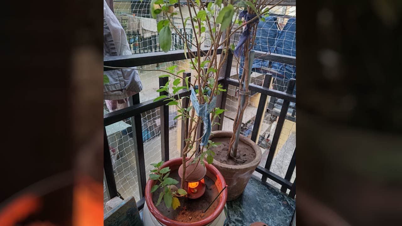 ખાસ વાત એ છે કે માતા તુલસીની પૂજા કરવાથી માતા લક્ષ્મીની વિશેષ કૃપા પ્રાપ્ત થાય છે અને ભગવાન વિષ્ણુની કૃપા પણ પ્રાપ્ત થાય છે.ભગવાન વિષ્ણુની પૂજા માતા તુલસી વિના અધૂરી માનવામાં આવે છે.