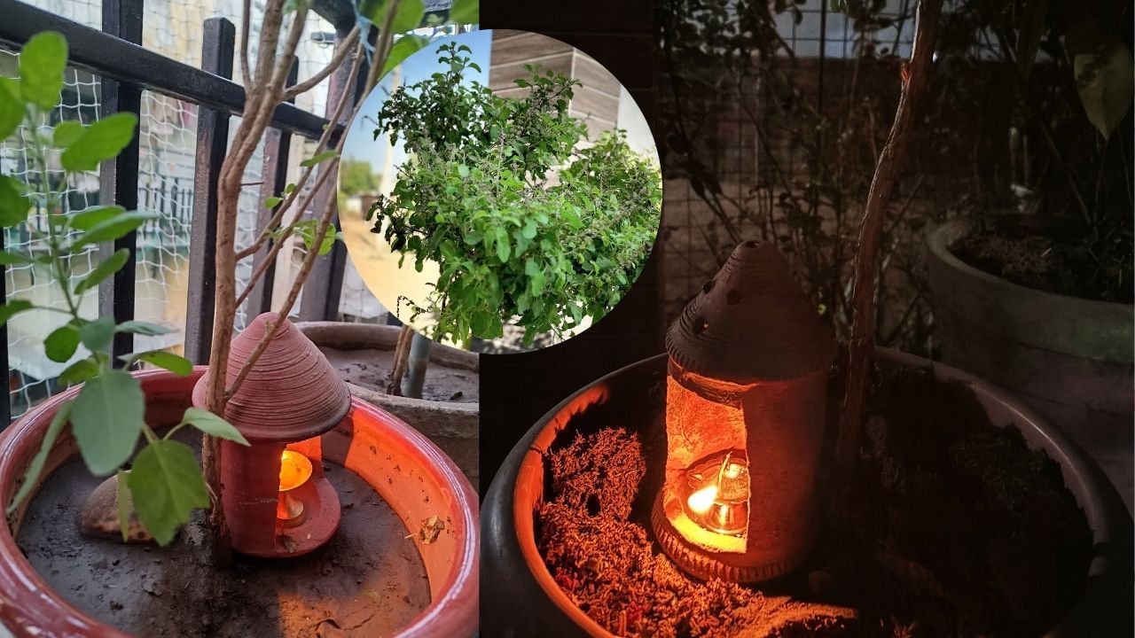 ધ્યાન રાખો કે માતા તુલસીને હંમેશા સવારે જ જળ ચઢાવવું જોઈએ. ભૂલથી પણ સાંજે માતા તુલસીને જળ અર્પણ ન કરવું જોઈએ. સવારે જળ ચઢાવવાથી વ્યક્તિ દેવાથી મુક્ત થઈ જાય છે અને તમામ પ્રકારની આર્થિક સમસ્યાઓ પણ દૂર થઈ જાય છે.