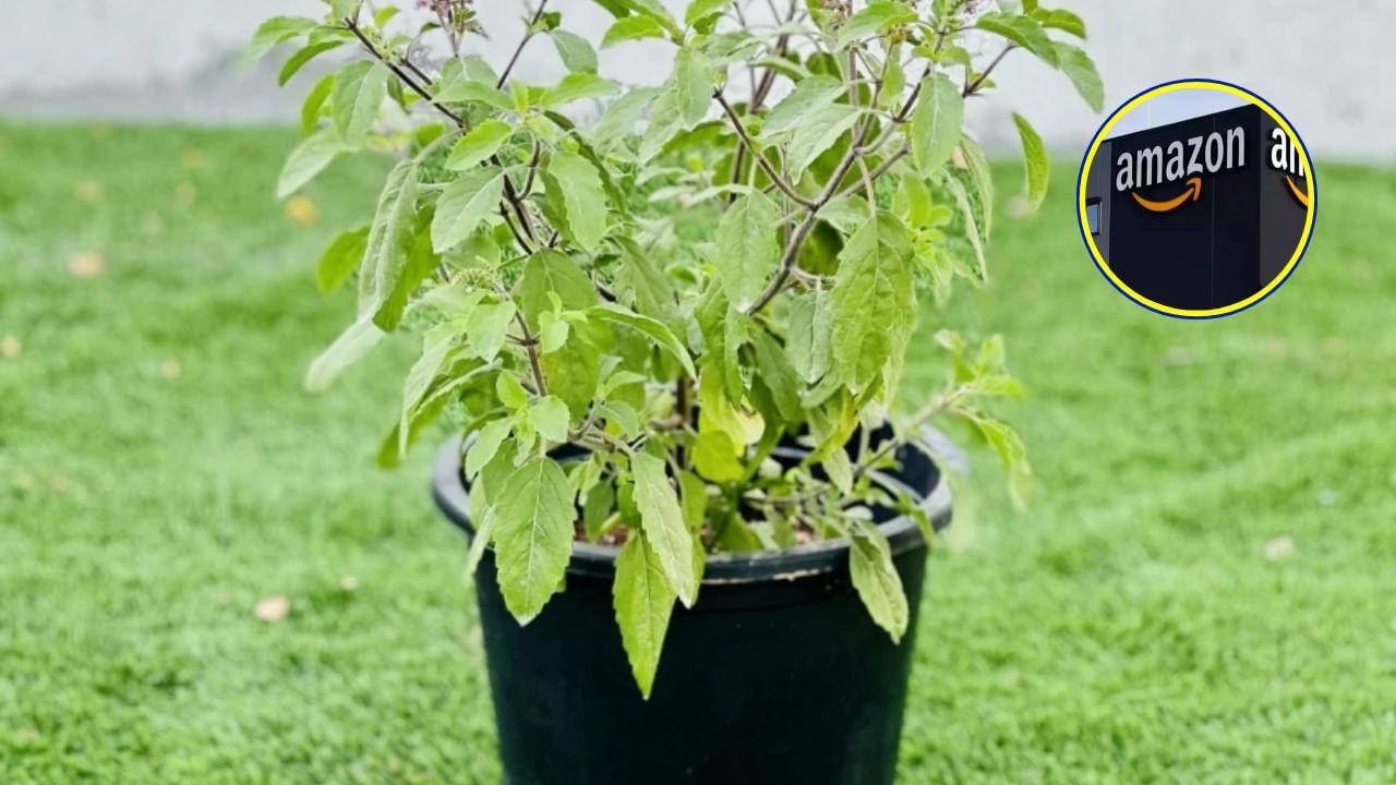 Amazon : તમને આ પ્લાન્ટ ખૂબ જ સુંદર બ્લેક પોટ સાથે મળી રહ્યો છે. તમે તેને એમેઝોન પરથી 50 ટકા ડિસ્કાઉન્ટ સાથે માત્ર 149 રૂપિયામાં ખરીદી શકો છો. તમે આ છોડને આઉટડોર અને ઇન્ડોર બંને જગ્યાએ રાખી શકો છો. તમે તેમની કેવી રીતે કાળજી લો છો તેના પર તેમનું જીવન નિર્ભર છે. તમે જેટલી વધુ કાળજી લેશો, તમારા છોડ લાંબા સમય સુધી ટકે છે.
