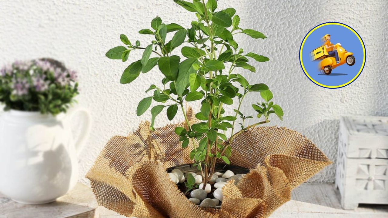 Blinkit : જો તમે પૂજા કે અન્ય કોઈ હેતુ માટે માત્ર તુલસીના પાન ખરીદવા માંગતા હોવ તો તમે સૌથી ઝડપી ડિલિવરી એપની મદદ લઈ શકો છો. Blinkit સાથે તમને આ 10-20 મિનિટમાં મળી જશે. પ્લેટફોર્મ મુજબ આ તુલસીના પાનનું આયુષ્ય બે દિવસનું છે. તમને આ અહીંથી 100 રૂપિયાથી ઓછી કિંમતમાં મળશે.
