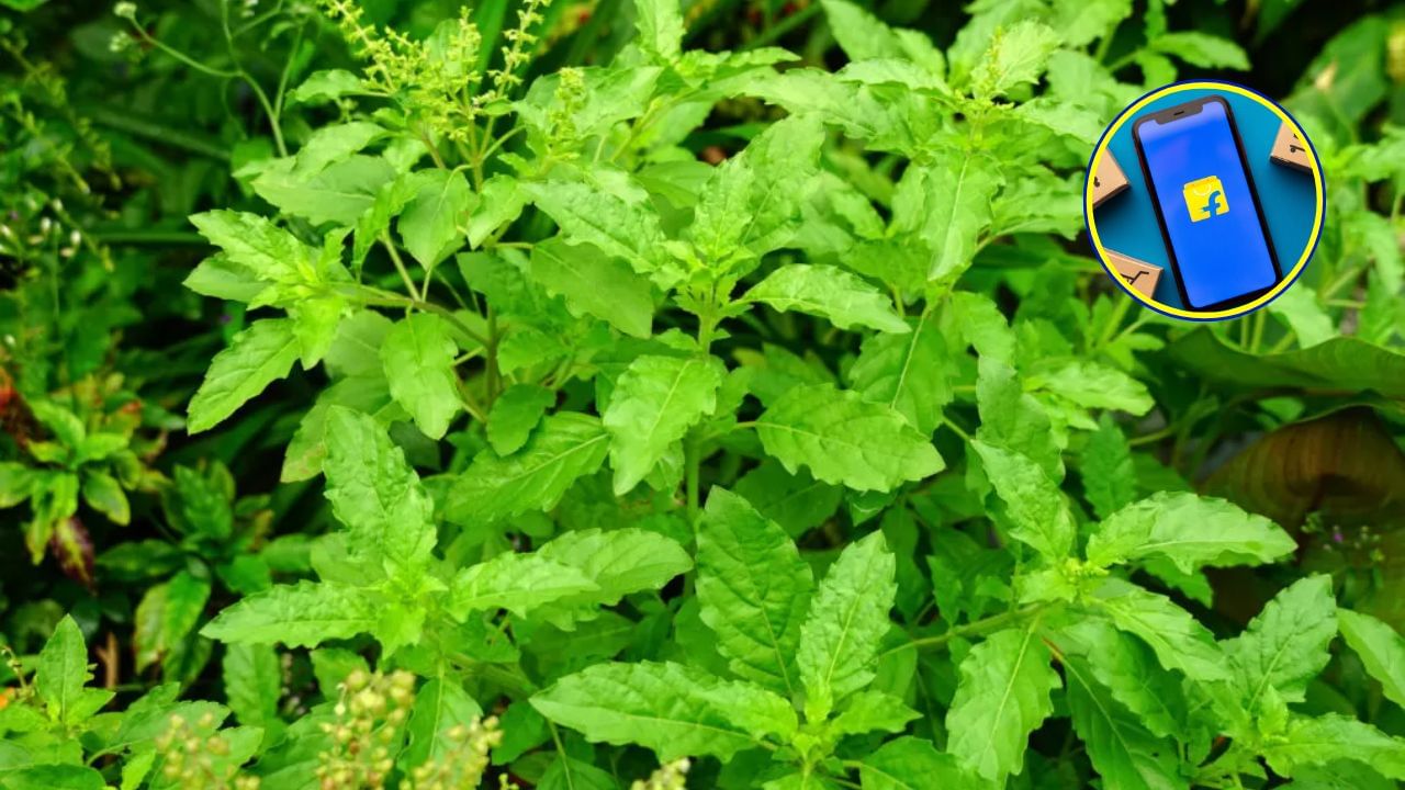 Flipkart : તમને આ તુલસીનો છોડ ઈ-કોમર્સ પ્લેટફોર્મ ફ્લિપકાર્ટ પર ડિસ્કાઉન્ટ સાથે માત્ર 158 રૂપિયામાં મળી રહ્યો છે. આમાં તમને ગ્રોથ બેગ મળે છે, તમે તેને ઘરે પણ લાવી શકો છો અને તેને વાસણમાં પણ રાખી શકો છો.
