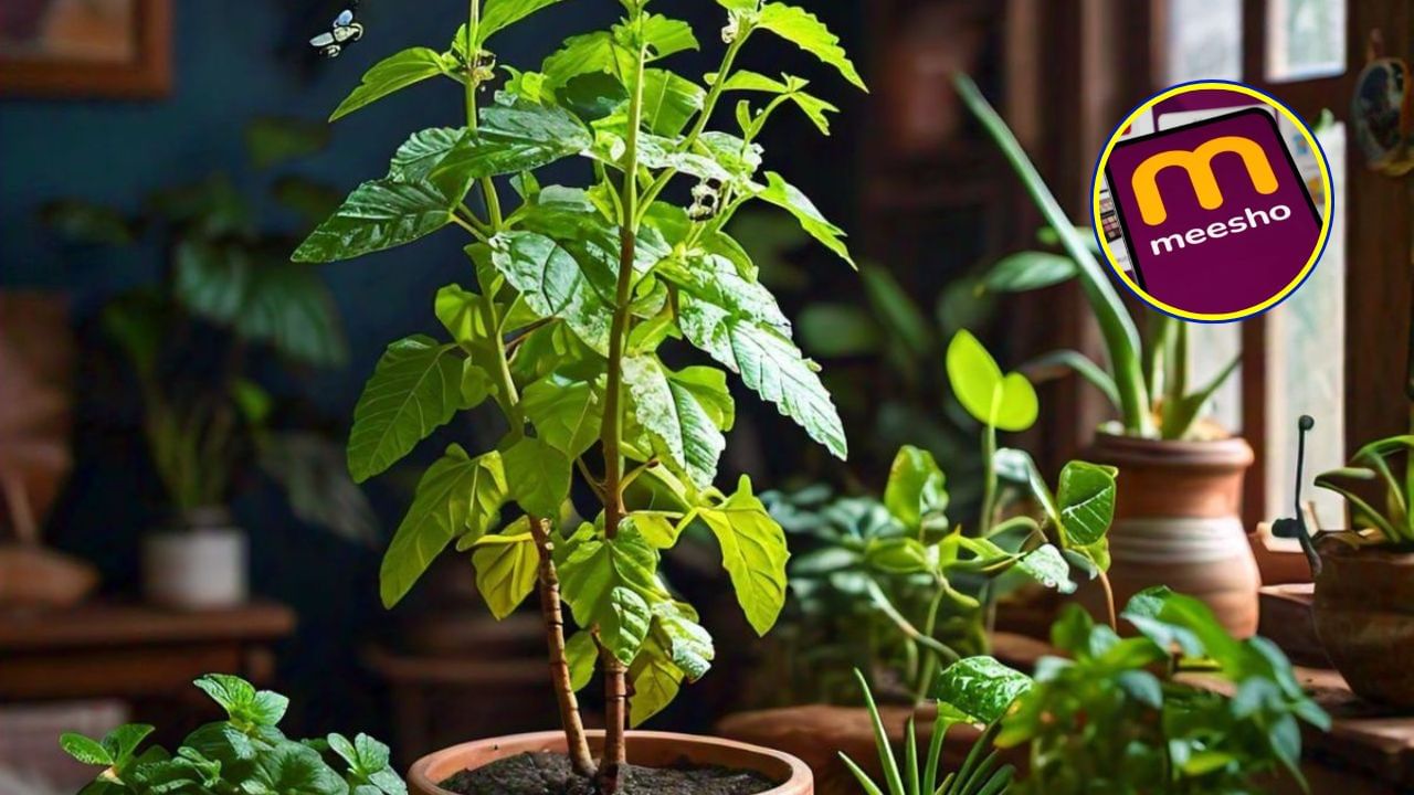 Meesho : મીશો પર તમને પોટ સાથે તુલસીનો છોડ મળી રહ્યો છે. અહીં તમને ઘણા બધા વિકલ્પો મળી રહ્યા છે જે તમે સસ્તામાં ખરીદી શકો છો. તમને આ તુલસીનો છોડ મીશો પર 270 રૂપિયામાં મળી રહેશે. એક વાત ધ્યાનમાં રાખો કે કોઈપણ પ્લેટફોર્મ પરથી કોઈ પણ વસ્તુનો ઓર્ડર આપતા પહેલા તમારે તેના રિવ્યૂ અને રેટિંગ્સ વાંચવી જ જોઈએ. તેની સંપૂર્ણ વિગતો તપાસ્યા પછી જ ઓર્ડર આપો અને એક્સચેન્જ વિકલ્પ હંમેશા ઈનેબલ રાખો.
