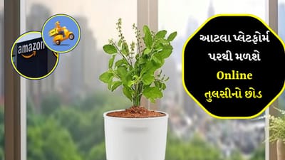 તુલસીના છોડને ઘરમાં રાખવા પાછળ લોકોની અલગ-અલગ માન્યતાઓ છે. આમાંથી કેટલાક લોકો તુલસીનો છોડ રાખે છે કારણ કે ઘરમાં સકારાત્મક વાતાવરણ જળવાઈ રહે છે અને ઘરનું વાતાવરણ પણ સારું રહે છે. આ સિવાય તે તમને આર્થિક રીતે મજબૂત બનાવે છે. એવી ઘણી માન્યતાઓ છે જેના કારણે તુલસીનો છોડ લગભગ દરેક ઘરમાં જોવા મળે છે. 
