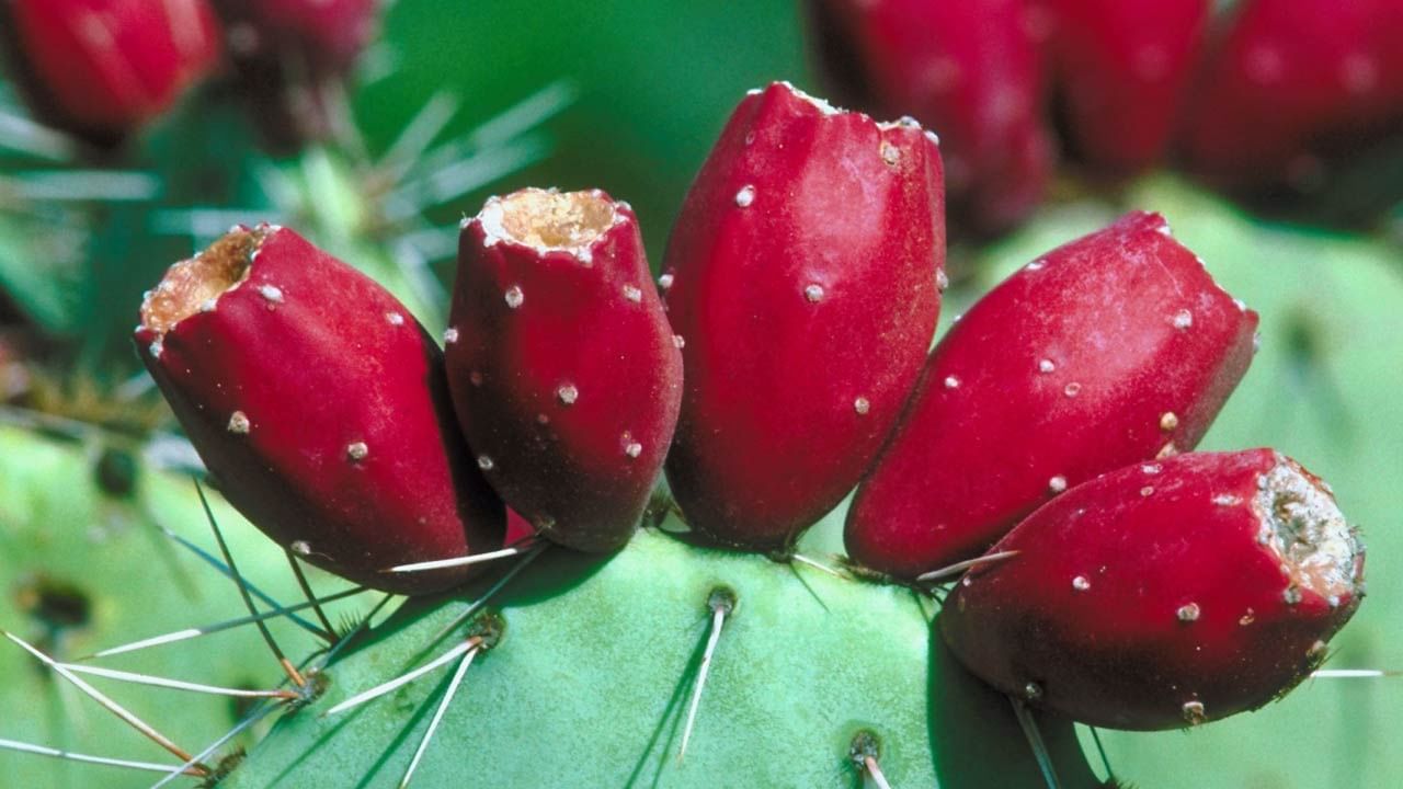 ફિંડલા એટલે કે પ્રિક્લિ પિઅર ( Prickly Pears ) માં ભરપૂર માત્રામાં પોષક તત્વો, વિટામિન અને રેશા હોય છે. આ ફળમાં રહેલા તત્વો સ્વાસ્થ્ય માટે એટલા ગુણકારી છે કે તેનો મેડિકલ અને આયુર્વેદિક દવામાં પણ ઉપયોગ કરવામાં આવે છે. આ ફળમાં રહેલું લો કોલેસ્ટ્રોલ ( cholesterol ) અને સેચ્યુરેટેડ (  Saturated ) ફેટ વધુ વજનવાળા, હિમોગ્લોબિનની કમી, પેટના રોગો અને હ્રદય રોગના દર્દીઓ માટે આશિર્વાદરુપ છે.