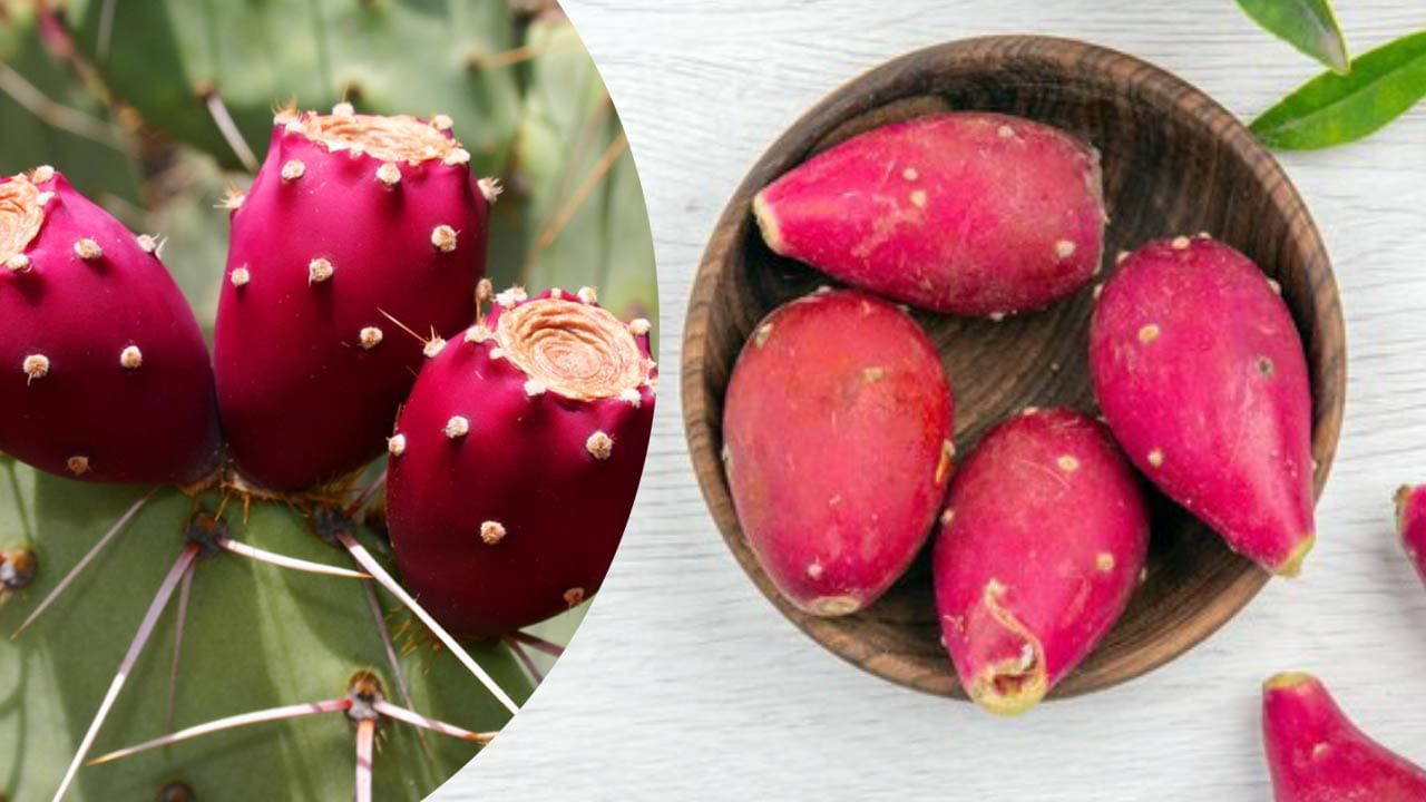 ફિંડલા ( Prickly Pears ) પોષણ તથ્યો જ્યારે આપણે ફિંડલાના પોષક મૂલ્ય વિશે વાત કરીએ છીએ તેમાં મેગ્નેશિયમ, એમિનો એસિડ્સ, એન્ટીઓક્સિડેન્ટ્સ, વિટામિન સી અને બી, બીટા કેરોટીન, આયર્ન, કેલ્શિયમ, પોટેશિયમ અને અન્ય ઘણા પોષક તત્વો હોય છે. આ ફળનો એક કપમાં ઘણા વિટામિન અને ખનિજોના દૈનિક ઇન્ટેક મૂલ્યના નોંધપાત્ર ભાગનો સ્રોત બની શકે છે. તે બિન-શોષી શકાય તેવા સંકુલ (કેલ્શિયમ ઓકસાલેટ) ના સ્વરૂપમાં હાજર છે