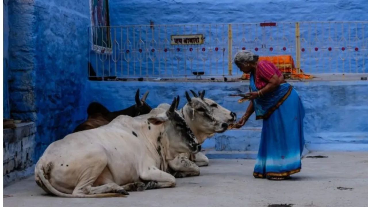 ગાય અને ભેંસનું દૂધ વધારવા માટે તમારે 200 થી 300 ગ્રામ સરસવનું તેલ, 250 ગ્રામ ઘઉંનો લોટ લેવો અને બંનેને મિક્સ કરવું. પછી પ્રાણીને ચારો અને પાણી મળી જાય પછી સાંજે તેને ખવડાવો. 