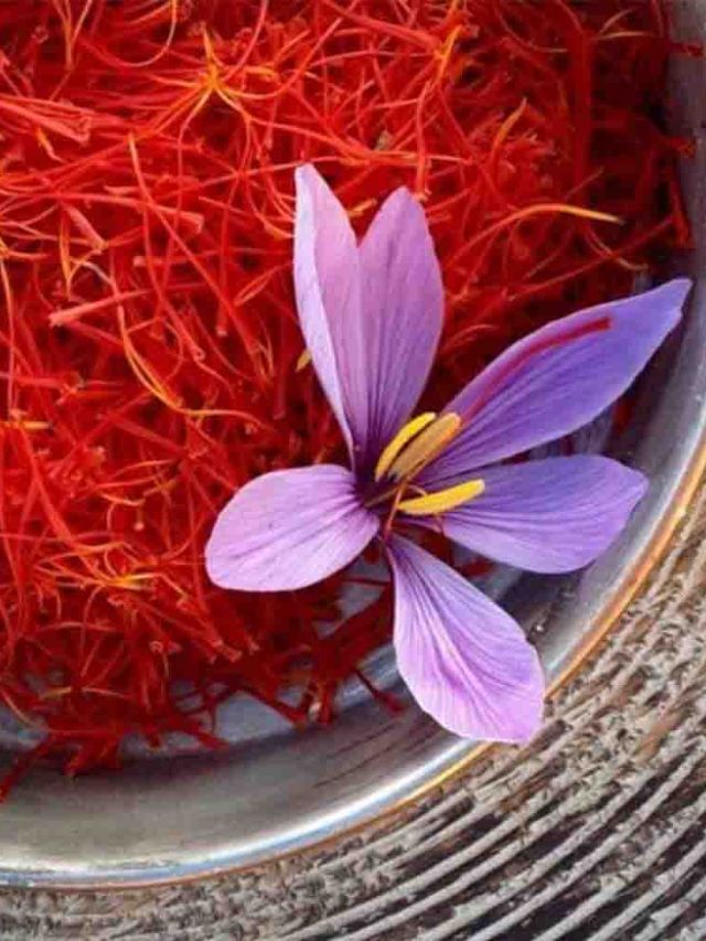 Saffron or kesar Benefits : કેસર ખાવાથી શું ફાયદા થાય છે? નિષ્ણાંત પાસેથી જાણો