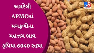 ભાવનગર APMCમાં મગફળીના મહત્તમ ભાવ રૂપિયા 6005 રહ્યા, જાણો જુદા-જુદા પાકના ભાવ