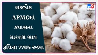 રાજકોટ APMCમાં કપાસના મહત્તમ ભાવ રૂપિયા 7705 રહ્યા, જાણો જુદા-જુદા પાકના ભાવ