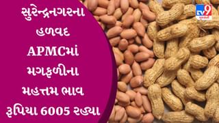 સુરેન્દ્રનગરના હળવદ APMCમાં મગફળીના મહત્તમ ભાવ રૂપિયા 6005 રહ્યા, જાણો જુદા-જુદા પાકના ભાવ