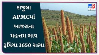 રાજુલા APMCમાં બાજરાના મહત્તમ ભાવ રૂપિયા 3650 રહ્યા, જાણો જુદા-જુદા પાકના ભાવ