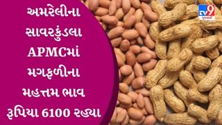 અમરેલીના સાવરકુંડલા APMCમાં મગફળીના મહત્તમ ભાવ રૂપિયા 6100 રહ્યા, જાણો જુદા-જુદા પાકના ભાવ