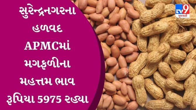 સુરેન્દ્રનગરના હળવદ APMCમાં મગફળીના મહત્તમ ભાવ રૂપિયા 5975 રહ્યા, જાણો