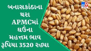 બનાસકાંઠાના થરા APMCમાં ઘઉંના મહત્તમ ભાવ રૂપિયા 3520 રહ્યા, જાણો જુદા-જુદા પાકના ભાવ