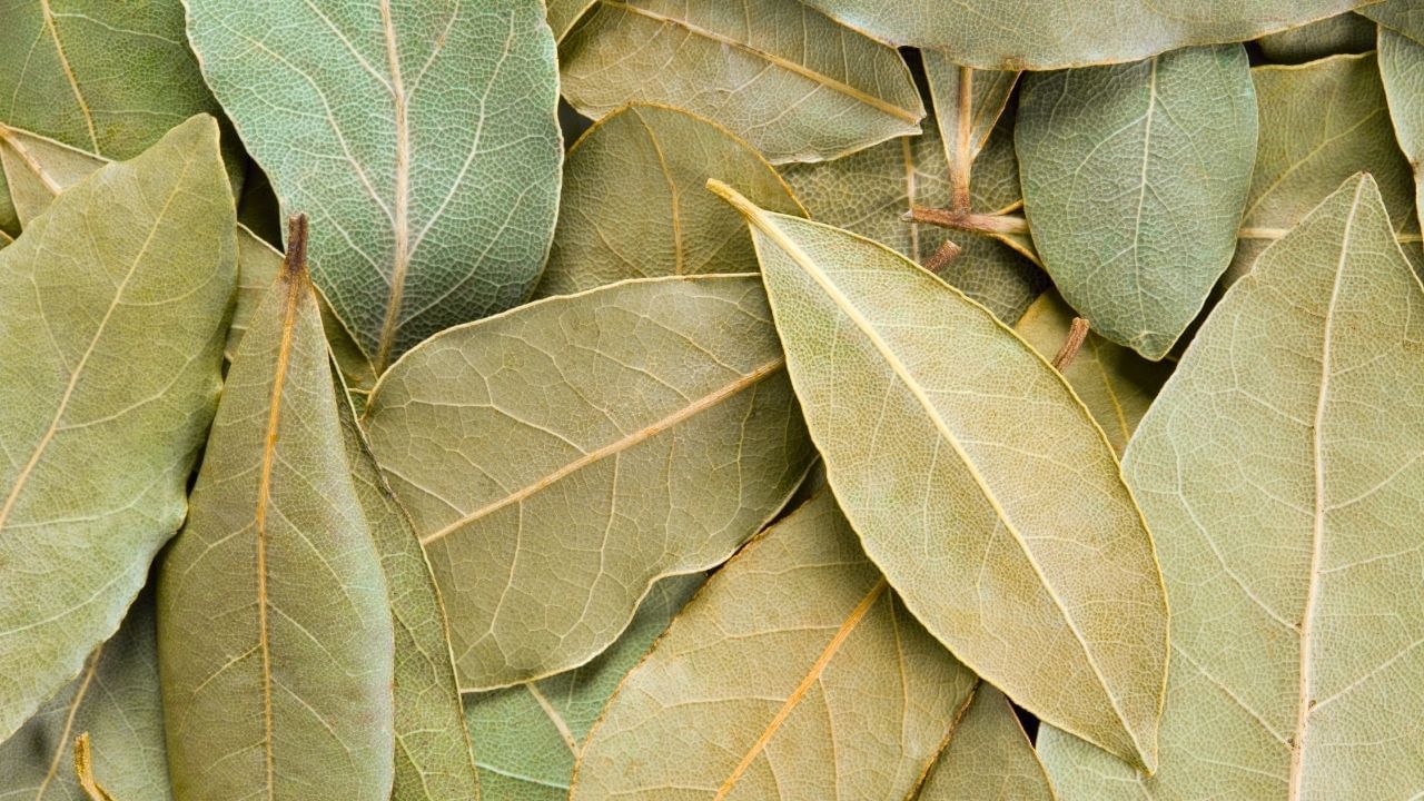 Bay Leaf for Diabetes Lower Blood Sugar Naturally (5)