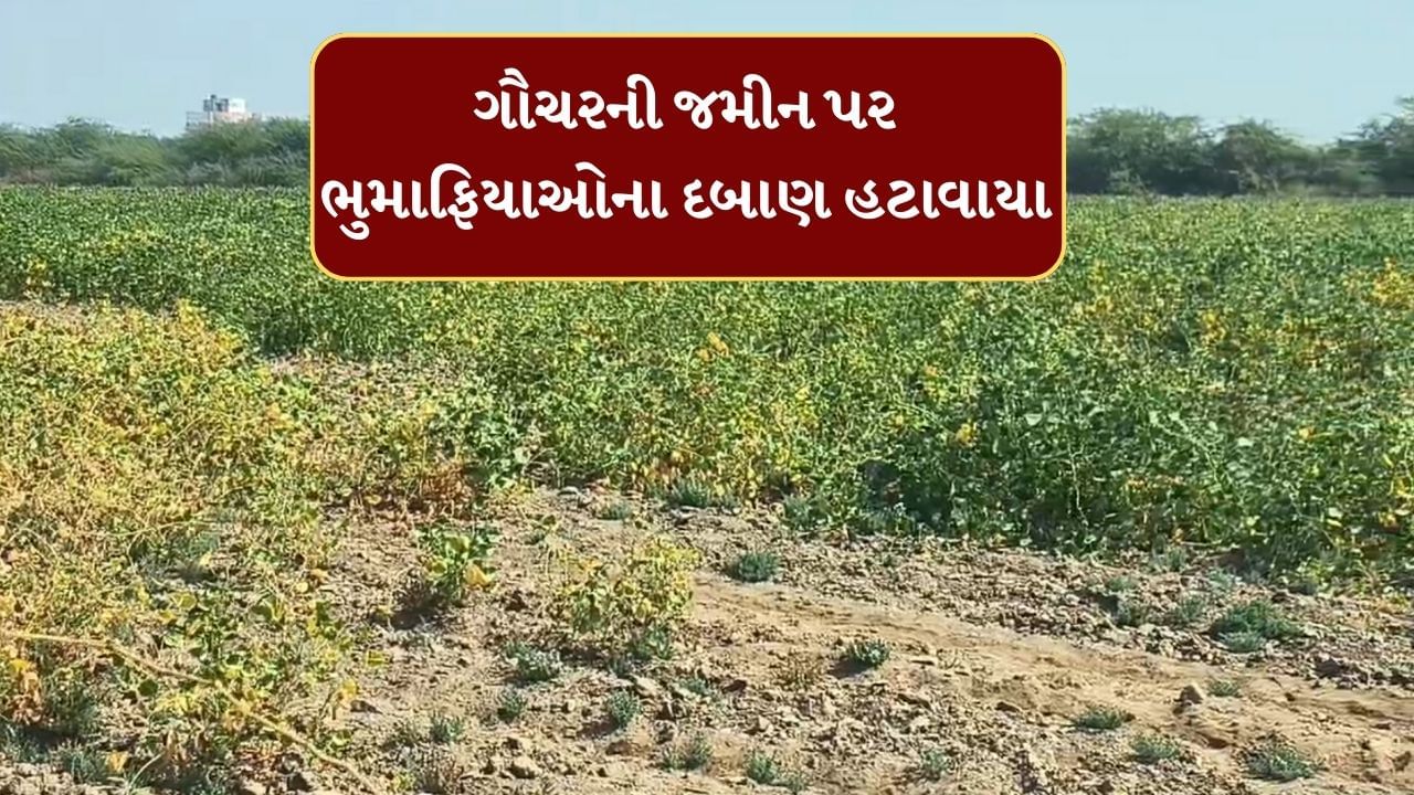 Bharuch : જંબુસરમાં ગૌચરની જમીન પર કરાયેલા દબાણ હટાવાયા, 510 એકર જમીન ખુલ્લી કરાઈ, જુઓ Video