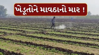 Surendranagar : માવઠાએ ખેડૂતોને કર્યા પાયમાલ ! અંદાજિત 1 લાખ હેક્ટર જમીન પર જીરુનો પાક બગડ્યો, જુઓ Video Surendranagar : માવઠાએ ખેડૂતોને કર્યા પાયમાલ ! અંદાજિત 1 લાખ હેક્ટર જમીન પર જીરુનો પાક બગડ્યો, જુઓ Video