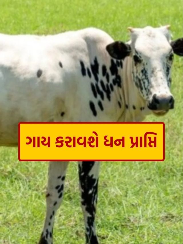 ગાયને આ વસ્તુ ખવડાવવા થી થાય છે ધનની પ્રાપ્તિ, જાણો ગાયને આ વસ્તુ ખવડાવવા થી થાય છે ધનની પ્રાપ્તિ, જાણો