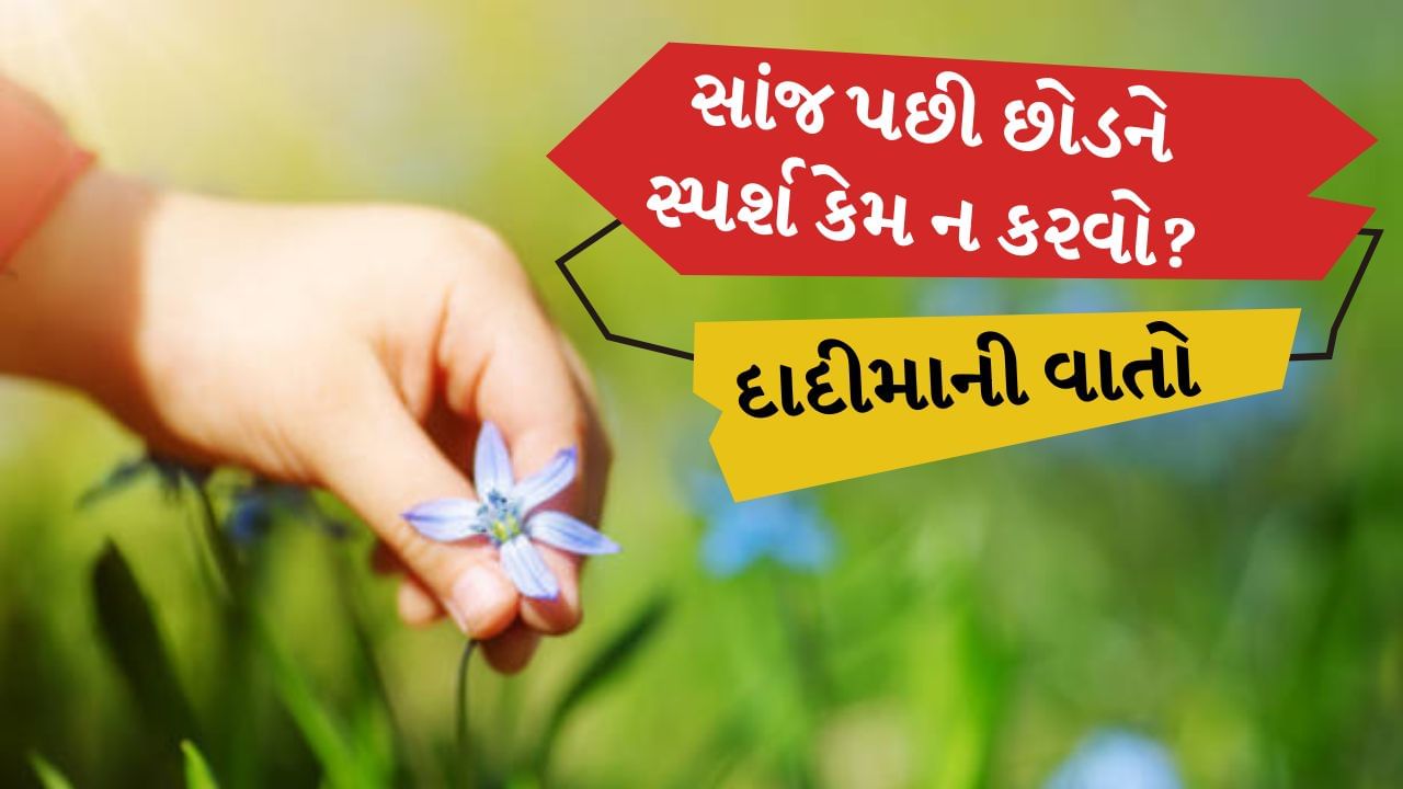 હિન્દુ ધર્મમાં ઘણી પરંપરાઓ અને માન્યતાઓનું પાલન કરવામાં આવે છે. આમાંથી એક છે કે સવારના સમયે અથવા સૂર્યાસ્ત પછી વૃક્ષો અને છોડમાંથી પાંદડા અને ફૂલો તોડવા નહીં. સાંજ પડતાં જ ઘરના વડીલો કે દાદીમા તેમને સ્પર્શ કરવાની પણ મનાઈ ફરમાવે છે. આ સદીઓ જૂની પરંપરા આજે પણ અનુસરવામાં આવે છે. પરંતુ આ માન્યતા પાછળ માત્ર એક ધાર્મિક માન્યતા જ નથી પરંતુ એક વૈજ્ઞાનિક કારણ પણ છે અને વિજ્ઞાન પણ સાંજ પછી વૃક્ષો અને છોડને સ્પર્શ ન કરવા અથવા ફૂલો અને પાંદડા ન તોડવાના વિચારને યોગ્ય માને છે.
